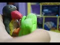 Pingu You Had To Episode 52