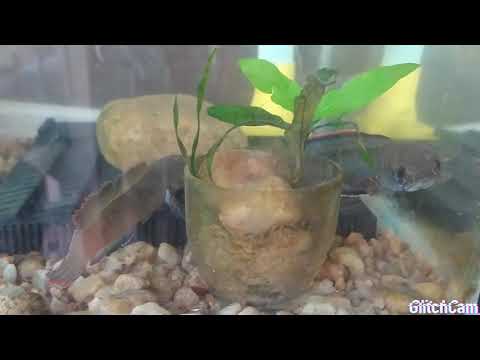 World dangerous (channa fish) fighting for there  territory