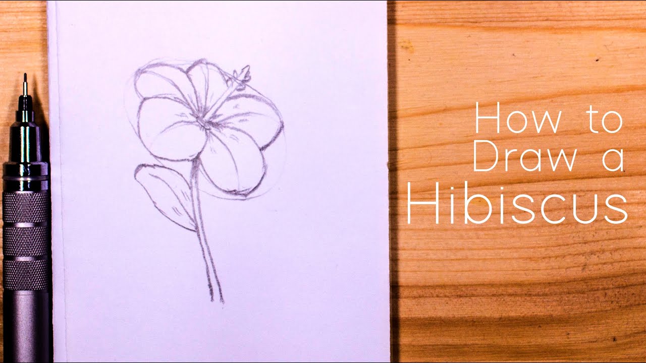 How to Draw a Hibiscus Flower : Step by Step for Beginners