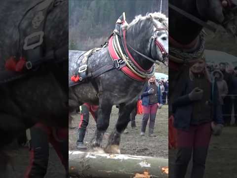 KING 🫅 #farming #farrierlife #horse #sterstallion #agriculture #ukraina