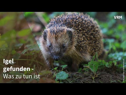 Hedgehog found - here's how you can help