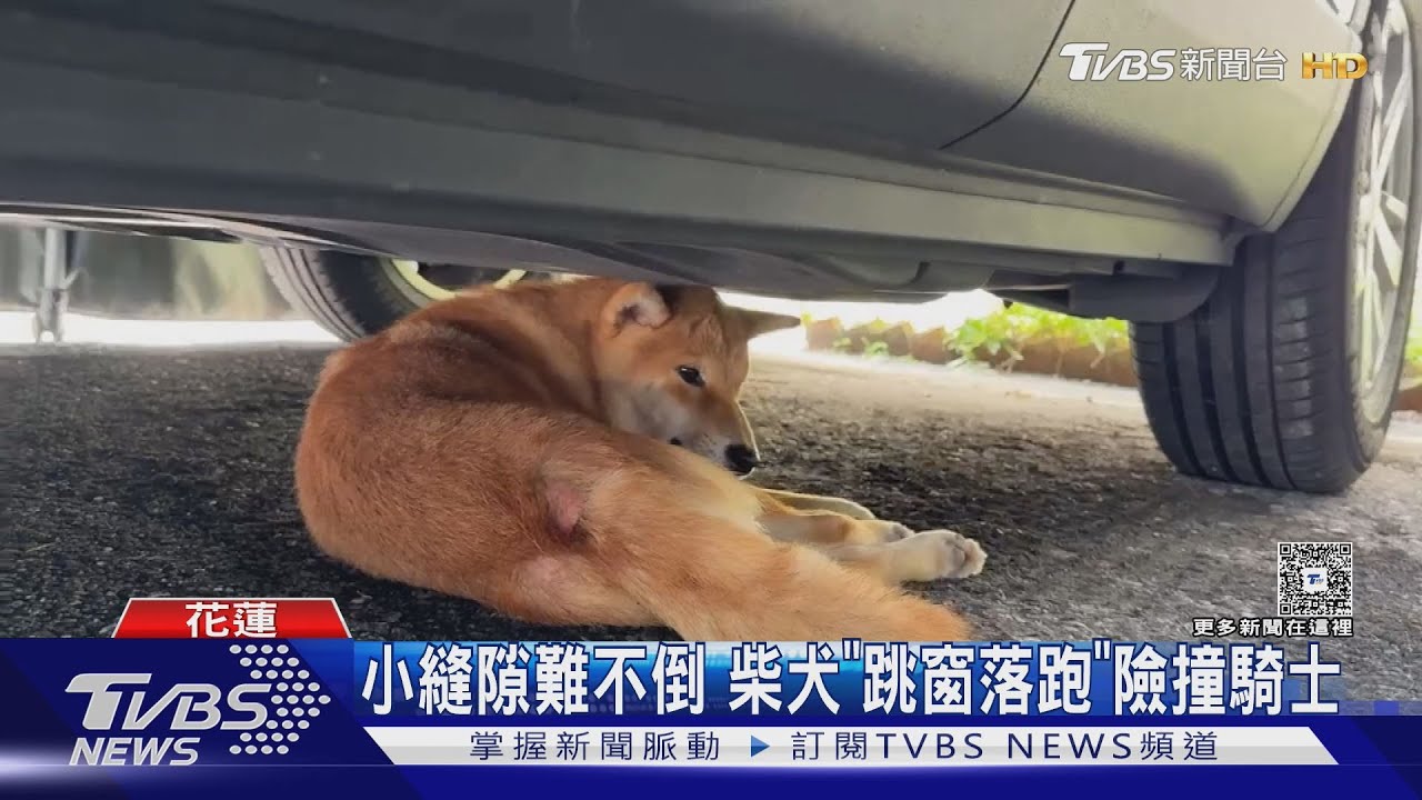 柴犬「跳窗落跑」險撞騎士 躲車底超無辜 主人急喚
