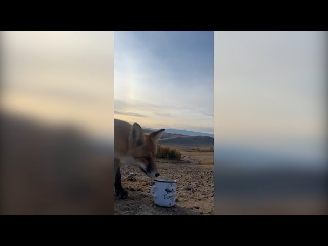 «Кража века»