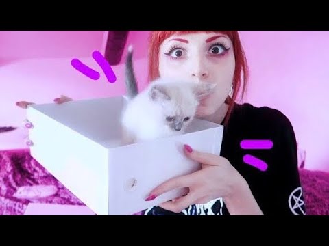 They sent me a KITTEN