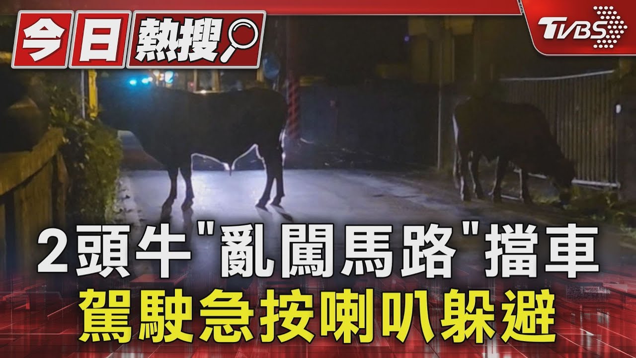 2頭牛「亂闖馬路」擋車 駕駛急按喇叭躲避