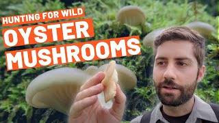 Hunting for Wild Oysters (a PERFECT mushroom for beginners!!) - Identified, Harvested and Cooked