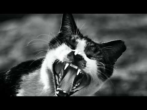 Angry Cat Sounds - This Cat Sounds Angry | Cat Sounds 🐱