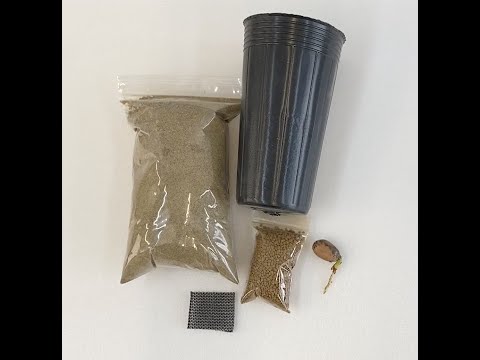 鐵樹種子要泡多久