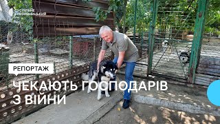 На Кіровоградщині працює притулок для собак, які чекають на власників з війни