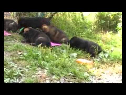 "A" litter Sibaryani - 5 weeks