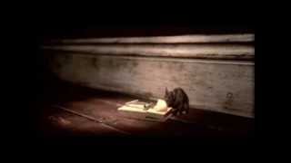 Mice eat cheese from mousetrap