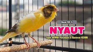 Download lagu Kenari GACOR Panjang - PANCINGAN Kenari Paud Belajar BUNYI - KENARI Belajar BUNYI Ngeriwik mp3 Download lagu Kenari GACOR Panjang - PANCINGAN Kenari Paud Belajar BUNYI - KENARI Belajar BUNYI Ngeriwik mp3
