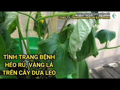 , title : 'TÌNH TRẠNG BỆNH HÉO RŨ, VÀNG LÁ TRÊN CÂY DƯA LEO (DƯA CHUỘT)  | Bảo Minh FE'