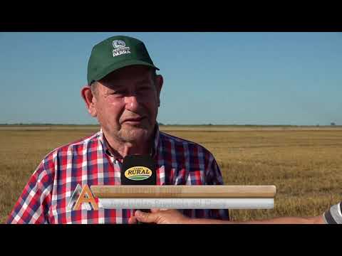 Cosecha de Trigo - Mauricio Kohn - Tres Isletas Chaco.