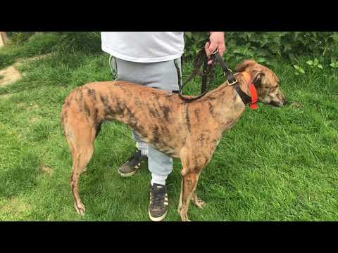 Rab McNair on King Sheeran ahead of the 2019 Greyhound Derby