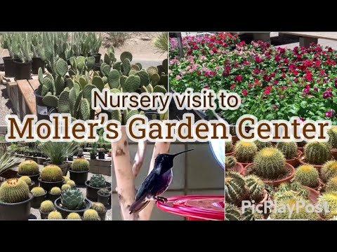 Moller’s Garden Center in Rancho Mirage, California. Amazing Cactus and other desert plants.