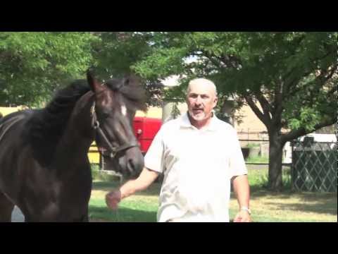 2011 Hambletonian Contenders -- Whit