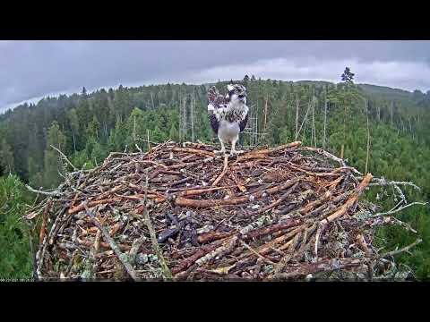 Kalakotkas2    Pandion haliaetus    2021 08 23 8:24