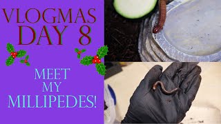 Vlogmas Day 8 | MEET MY MILLIPEDES!