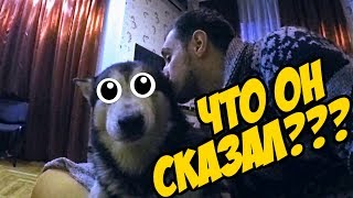 ОЧЕНЬ КРУТОЕ ВИДЕО / хаски шоу