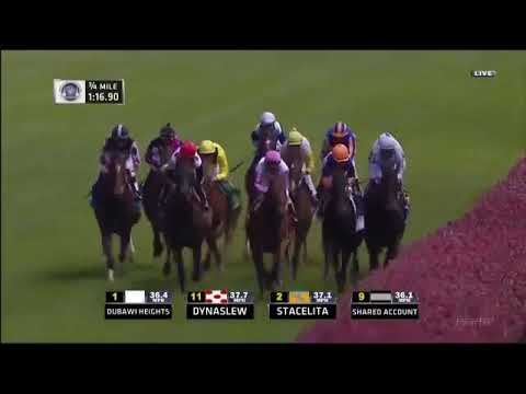 2011 Breeders Cup Filly & Mare Turf (Perfect Shirl)