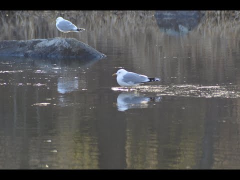 Kävin päivällä kaupoilla ja pikaseen kirpparilla
