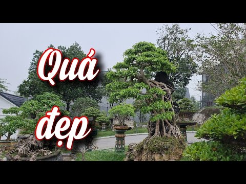 SH.6622. Cây Sanh bám đá nhìn quá phê luôn. Đth liên lạc 0913.282.515.