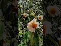 Nahor Flower Mesua Ferrea