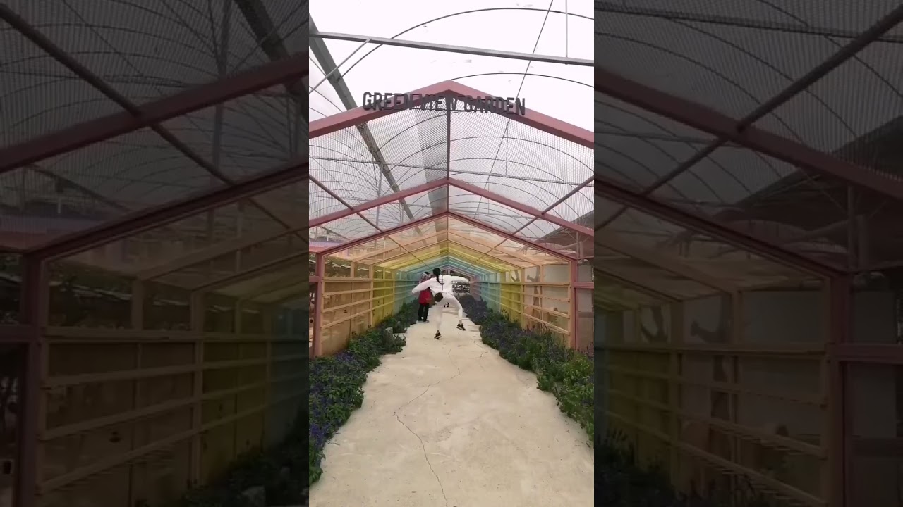 #马来西亚 • #金马伦高原 #Malaysia • #CameronHighlands #enjoy #fun #travel #happy #travelling #tiktok #viral