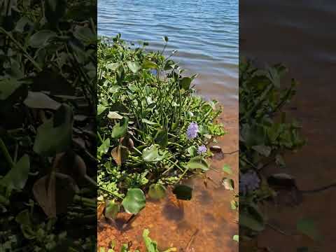 Rubinéia SP - Pedacinho do passeio da Rota 408  #viajandopelobrasil