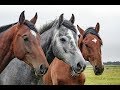 Suzy Bogguss - All The Pretty Little Horses