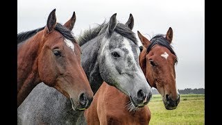 Suzy Bogguss - All The Pretty Little Horses