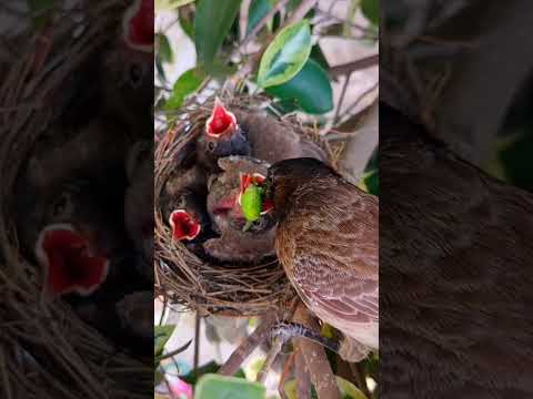bulbul bird feeding #shorts