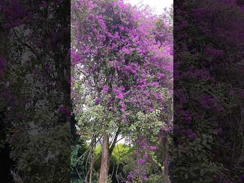 Veranera, trinitaria, bugambilia, papelillos  gigante. El Carmen de Viboral Antioquia Colombia