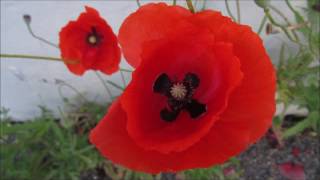 Qualquer coisa a ver com o paraíso-Milton Nascimento &amp; Flavio Venturini.*