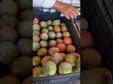 variedades de pitayas,que se producen en San José Chichihualtepec video cortesía: Comunicado