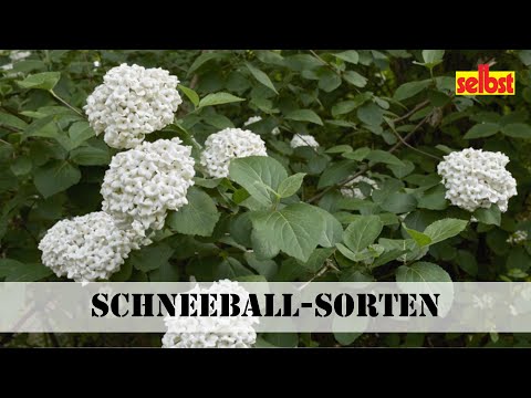 Schneeball-Sorten