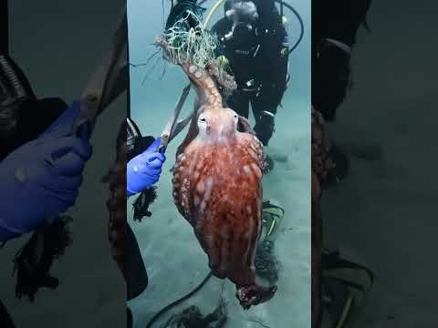 Wildlife Conservation Documentary #arctic #whaleconservation #animalrescue #edu #savethewhales