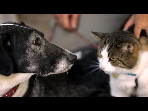 Cat Teaches Dogs To Be Calm Around Cats