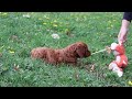 Goldendoodle dogs for sale: Russell - Video 1