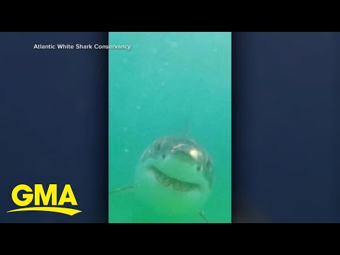 Waters near Cape Cod are one of world’s largest shark hotspots, study shows l GMA