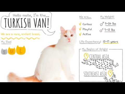 Top 17 Cats Identification and Characteristics Collected from google