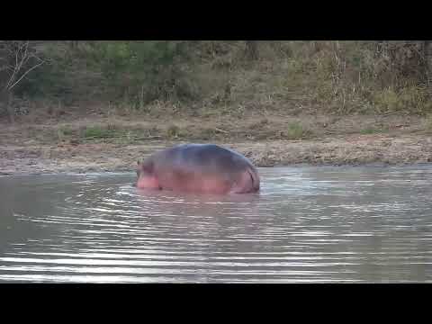 Djuma: Hippo getting active-also goes out to mark on edge of water - 18:40 - 07/27/2023