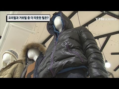 오리털과 거위털 중 더 따듯한 털은? / YTN 사이언스
