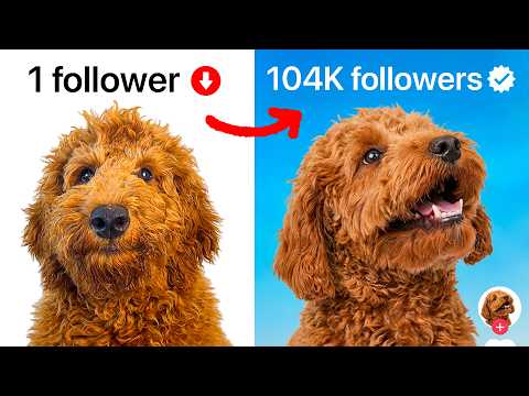 Can I Make My Dog Go Viral?