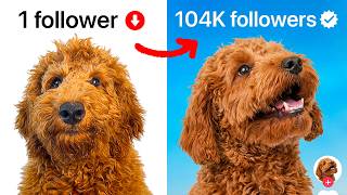 I Made My Dog a Viral Influencer