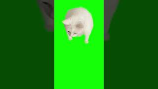 Download lagu [Green Screen] Kucing Mau Muntah (Hoek) mp3