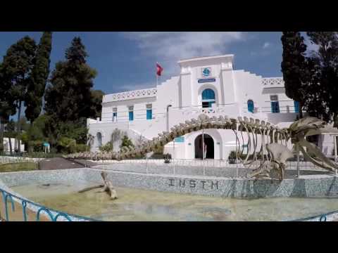 музей океанографии