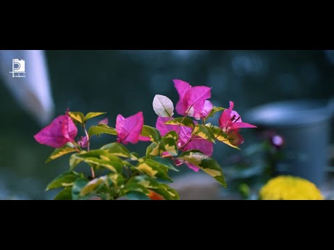 Flowers Cinematic Video | Part 2 | With Nikon
