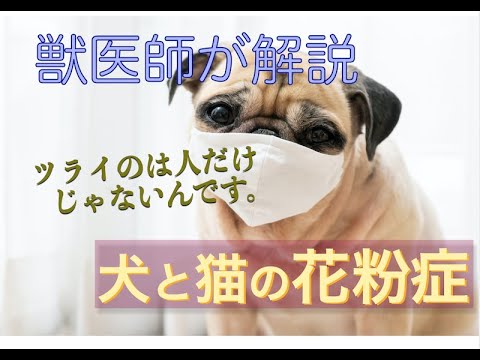 人とは違う症状：犬と猫の花粉症